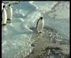 Chudák tučňák