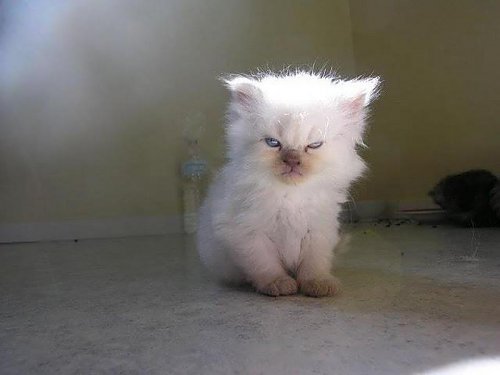 Angry cat