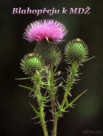 Pohlednice k svátku