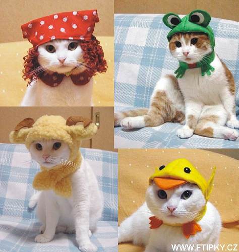 Čepičky pro kočky