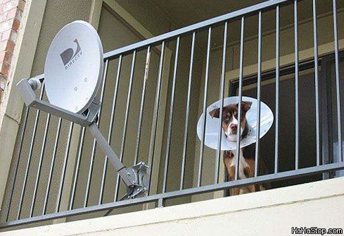 Dva satelity, ti si žijou