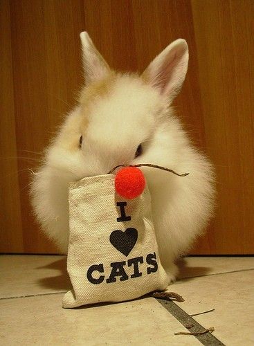 I love cats