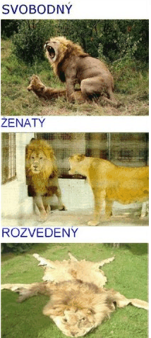 Jak to chodí u lvů?