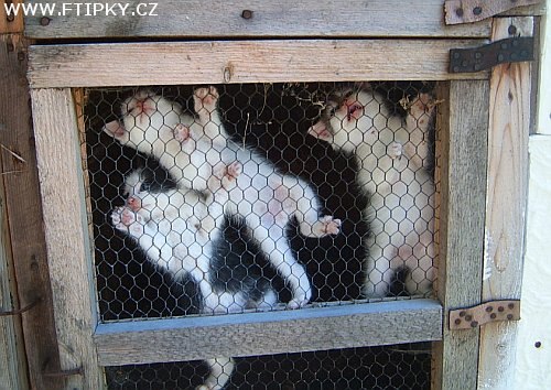 Kdepak jsou králíci?