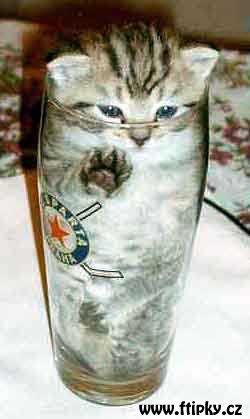 Sparťanský koťátko