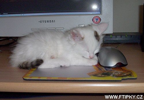 Kotě s myší