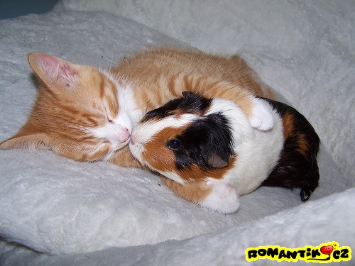 Můj mazlík a nikomu ho nedám