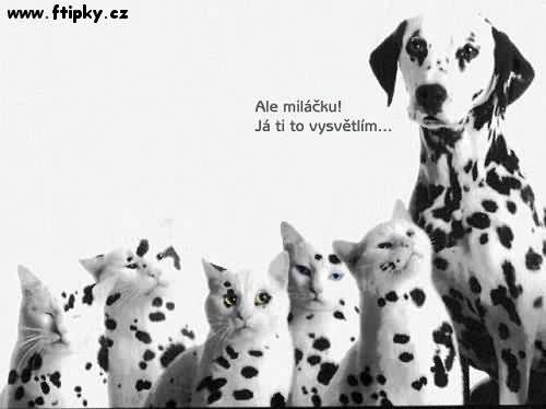 Nevěrný dalmatinec