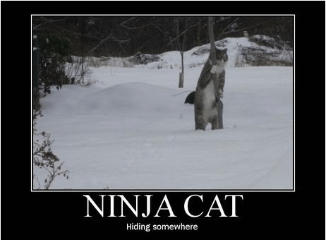 NinjaCat