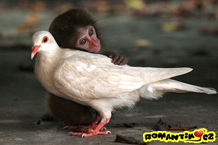 Opičí ptáčkomilka