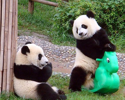 Pandy