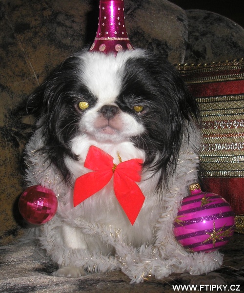 Pes nebo vánoční stromeček?