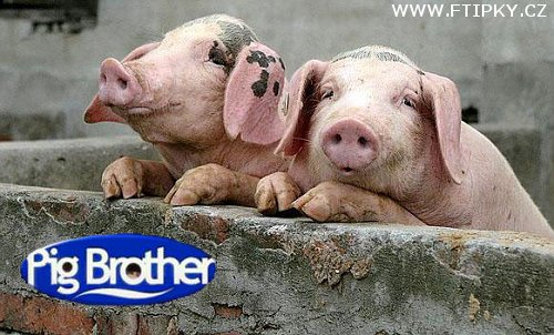 Pig Brother