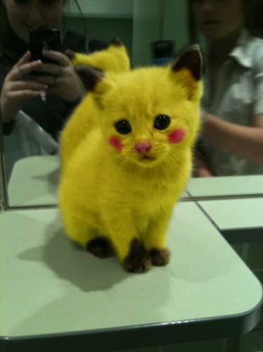 Pikachu opravdu žije