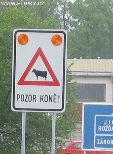 Pozor koně