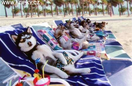 Psi na pláži