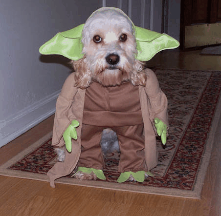 Psí Obiwan