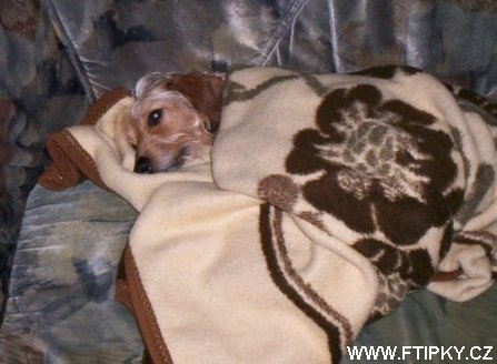 To jsem se to unavila