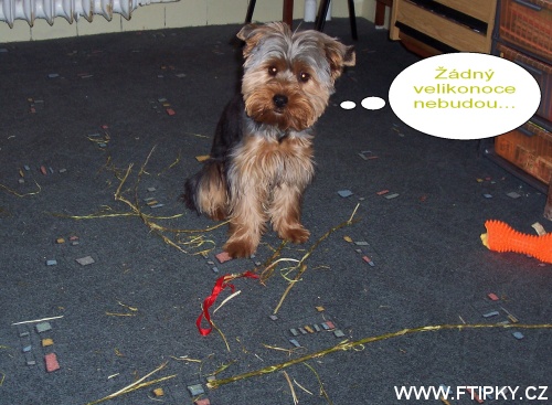 Žádný velikonoce nebudou !!!